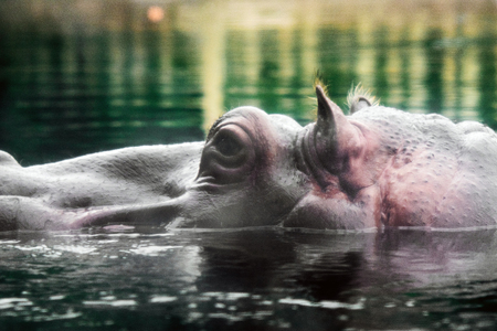 Hippo head Close Upの写真素材