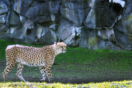 Cheetah Close up walking in the zooの写真素材