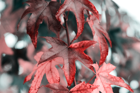 Reddish autumn leaves backgroundの写真素材