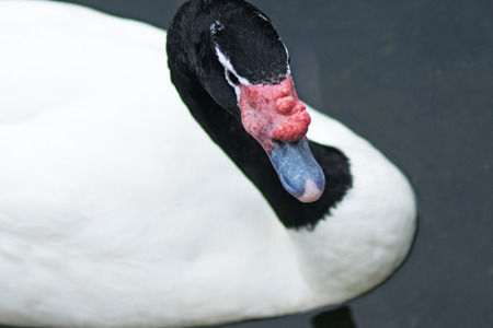 Black-Necked Swan Swimming In Lakeの写真素材