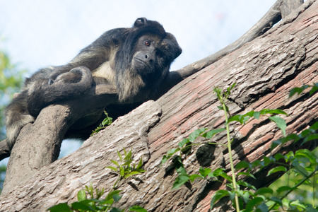 Black male howler monkey Alouatta Caraya