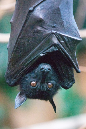 The large flying fox (Pteropus vampyrus), also known as the greater flying fox, Malayan flying fox