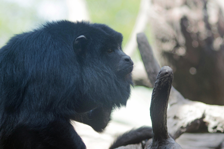 Black male howler monkey Alouatta Caraya