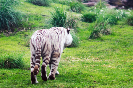 Lonely white tiger walking in the zooの写真素材