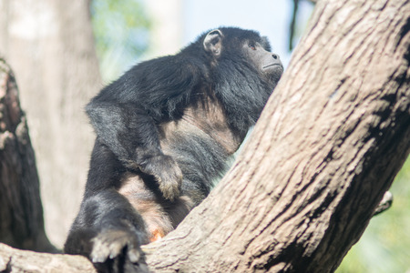 Black male howler monkey Alouatta Carayaの写真素材