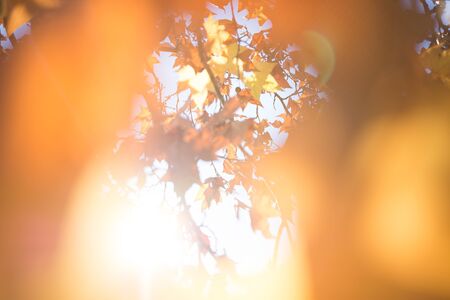 Orange Maple Tree leaf at Autumn