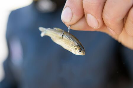 Little Mojarra fish for bait fishing hookの写真素材