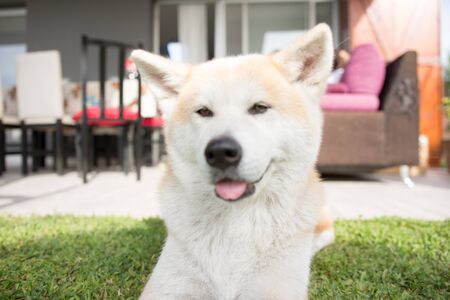 White hair Akita Dog Mascot outdoorsの写真素材