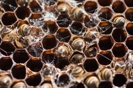 Bees Working in The Honeycomb