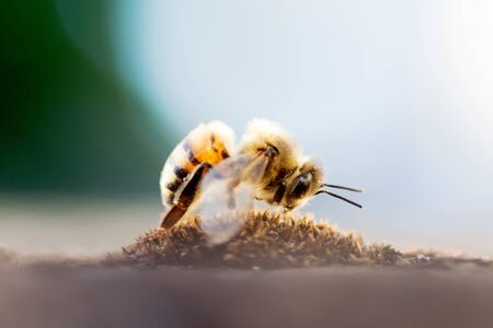 Close-Up Of Honey Bee Pollinating Flowerの写真素材