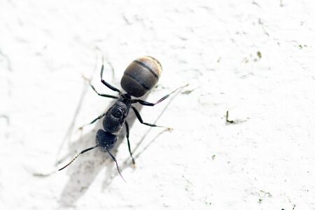 Black Garden Ant Walking on a Wall Close Up