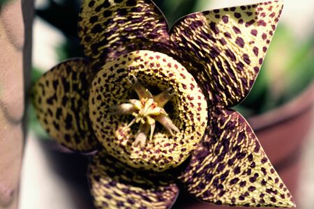 Cactus Tiger Flower or Orbea variegata Close upの写真素材