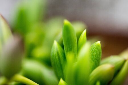 Detail of Succulent Plant Texture in The Garden