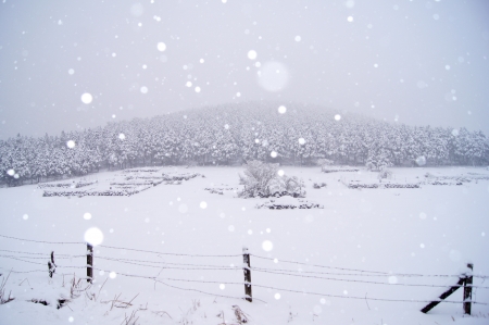 snowy mountain forest in jejuの写真素材
