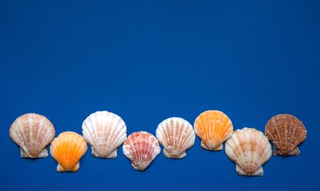 Seashells on a blue background. Marine subjects. Flat lay