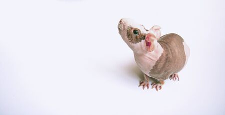 Bald guinea pig on a white background. Side view