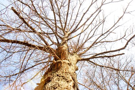 Spring tree on a sunny day. Bottom view