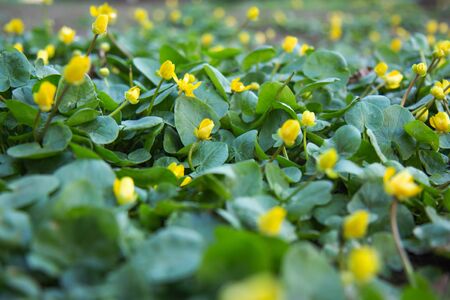 Yellow spring flowers in green grass. Side view