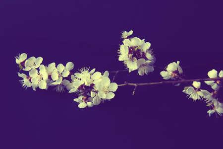 Coffee cup and flowering branch of apricot on a black background. Dark food photography. Bannerの写真素材