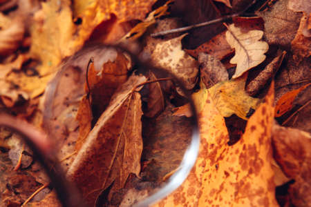Small open mirror lies among the autumn foliage. Reflection in the mirror. Background of golden...