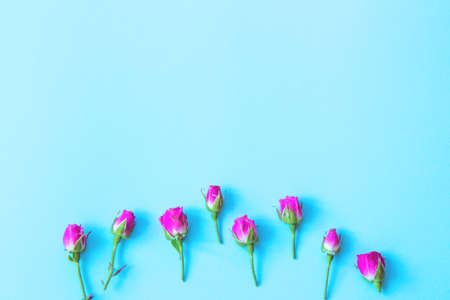 Small buds of pink roses on a bright blue background. Patterns from flowersの写真素材