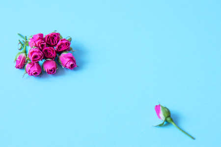 Bouquet of small buds of pink roses on a bright blue background. Patterns from flowers. Valentine's day backgroundの写真素材