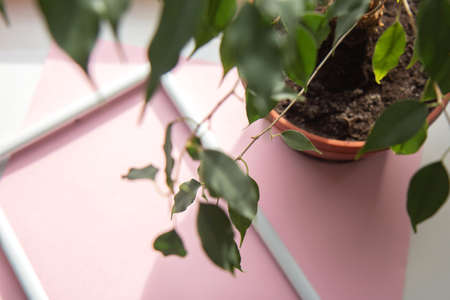 Portrait empty white wooden frame mockup on pink background and a green indoor plant in a potの写真素材