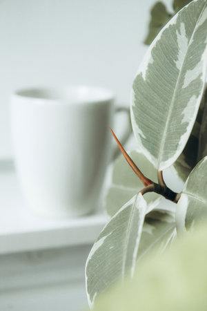Breakfast still life. Cup of coffee and indoor evergreen potted plant on a light background. Scandinavian working space, home office. Selective focusの写真素材