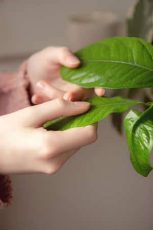 Woman's hand touching leaves home plant. Houseplant care concept. Close-upの写真素材