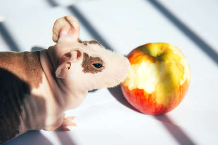 Bald guinea pig eating an apple on a light background. Pet close upの写真素材