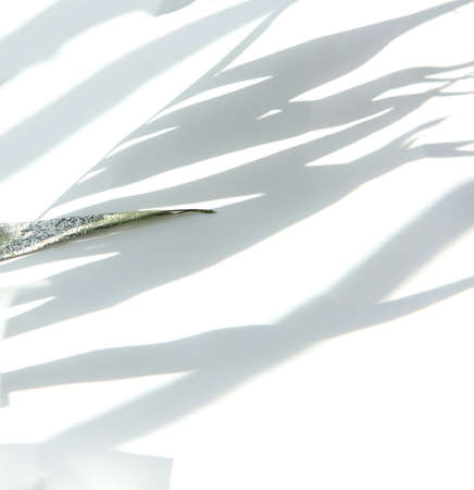 Light background with contrasting shadows from plant leaves. Abstract trending background with...