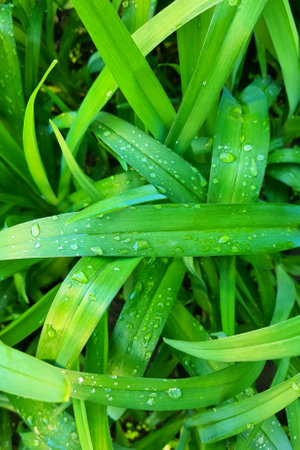 Beautiful background made with young green leaves