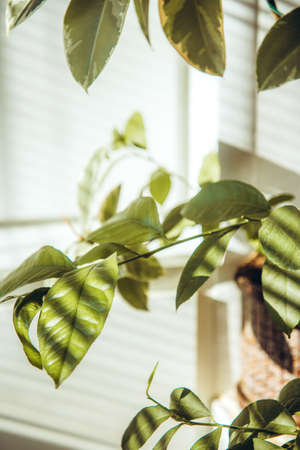 Modern houseplant in pot. Indoor evergreen potted plant on a light background. Shadow of focus on the wall. House plants. Home decor conceptの写真素材
