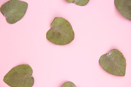 Set of green eucalyptus leaves on pink background. Flat lay, top viewの写真素材