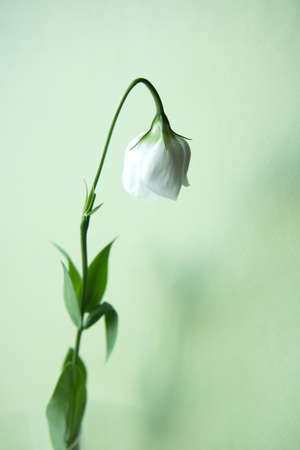 One white flower with drooping bud on a light backgroundの写真素材