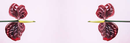 Beautiful red flamingo Anthurium bordo. Flower isolated on pink background. Banner with copy spaceの写真素材