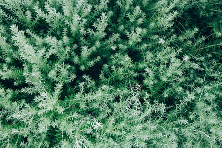 Beautiful background made with young green leaves. Bright juicy fresh green plants. Close up. Top viewの写真素材