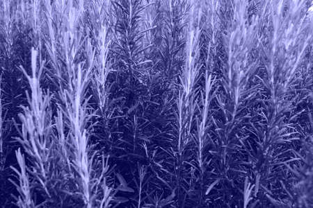 Beautiful violet abstract background made with young leaves. Bright juicy fresh plants. Close up. Top viewの写真素材