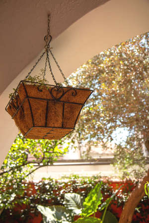 Green plant in hanging pot on veranda. Houseplant. Botanical background with plants, home hobby still lifeの写真素材