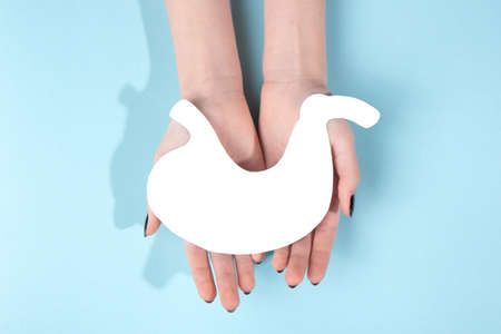 Human hold model of a human stomach made of white paper on a blue background. world kidney day