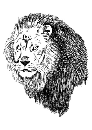 Sketch illustration of lion headのイラスト素材