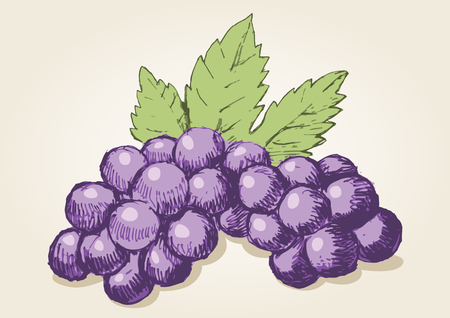 Sketch drawing of grapesのイラスト素材