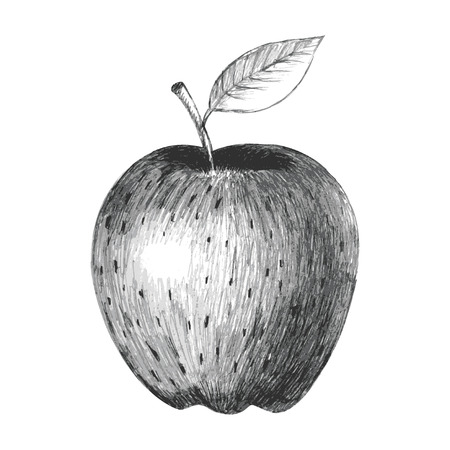 Sketch illustration of an appleのイラスト素材