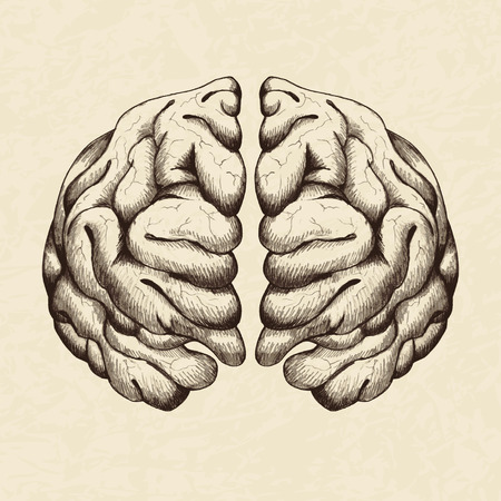 Sketch illustration of human brainのイラスト素材
