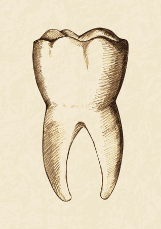Sketch illustration of human toothのイラスト素材
