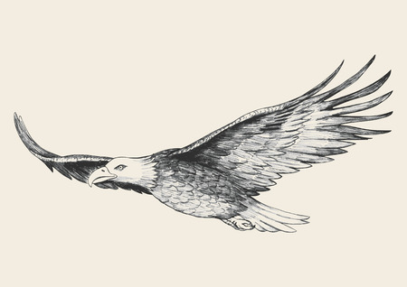 Sketch illustration of a soaring eagleのイラスト素材
