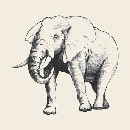 Pencil sketch of an elephant traced in Adobe Illustratorのイラスト素材