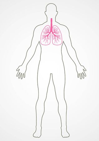 Line art of male internal organ, lungのイラスト素材