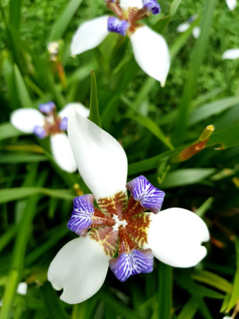Photo of White iris flowers with green leavesの写真素材