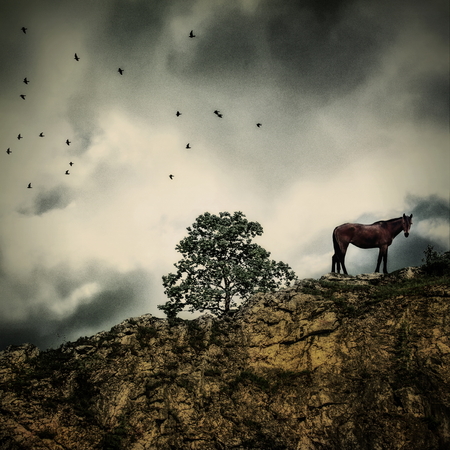 Horse staying on the rock and wathing downの写真素材